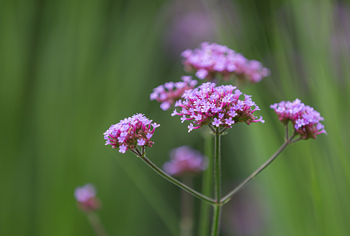 Close-up of blossoms of the Patagonian vervain (verbena bonariensis) with blurry background and copy-space
