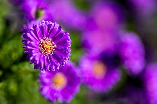 A blossom of an aster (Aster novae-angliae) in full bloom in sunlight with blurred background