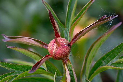 Close-up of the bud of a peony flower (Paeonia) with green blurred background
