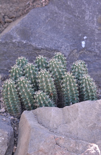 Echinocereus coccineus / claret cup cactus / scarlet hedgehog cactus plant growing next to a rock