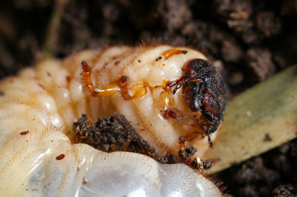 istock Japanese rhinoceros beetle (Kabutomushi) larva (Natural+flash light, macro close-up photography) 2148265830
