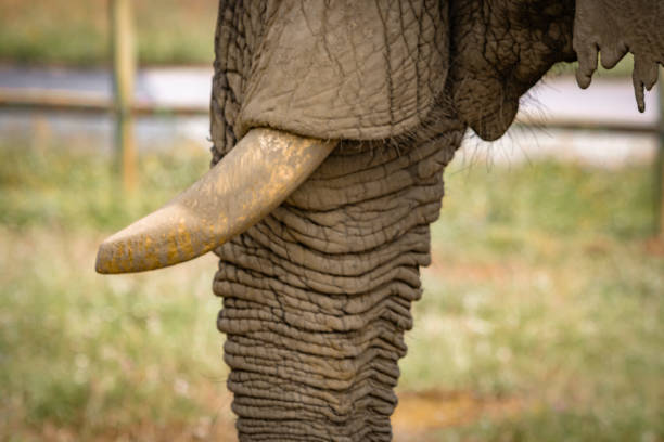 Portrait of an elephant during his meal in Kruger National Park - South Africa
