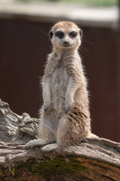 istock portrait of meerkat looking at camera 2148266253