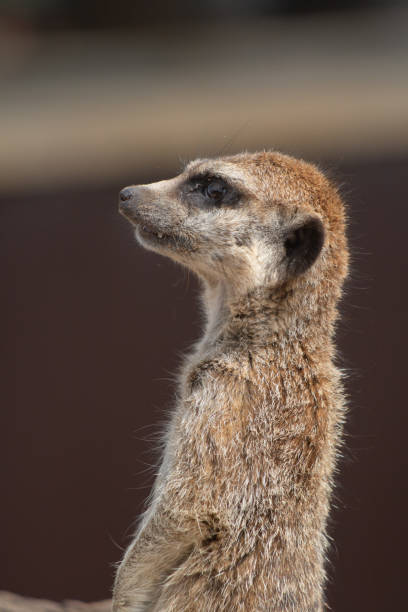 istock portrait of meerkat looking at camera 2148266357