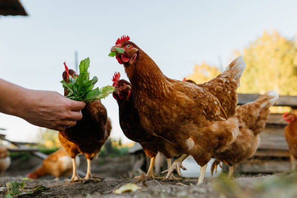 istock Close-up of chickens eating greens from a human hand. 2148266740