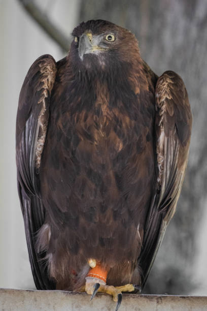istock portrait of golden eagle 2148266772