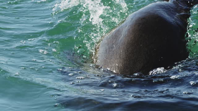 Sea lions and seals try to catch bait with a piece of fish. Wild fur seal hunting in water of South Africa. Feeding of deals. Wild nature predators of South Africa. Wild animal. Seal jump out of water