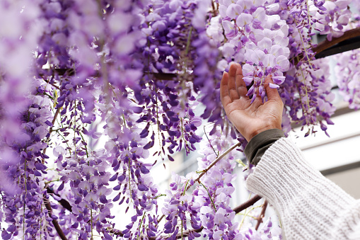 A black African American woman hand holding the lovely petals of the wisteria flower in the garden