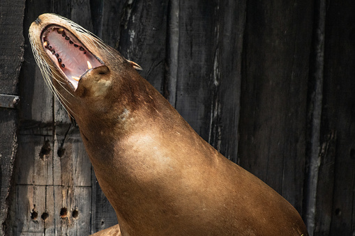 sea lion with opened mouth screaming