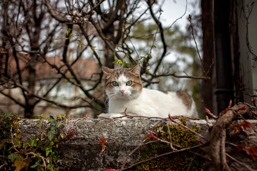 A cat enjoys the fresh embrace of spring on a rustic wall in a European village, symbolizing peaceful exploration.