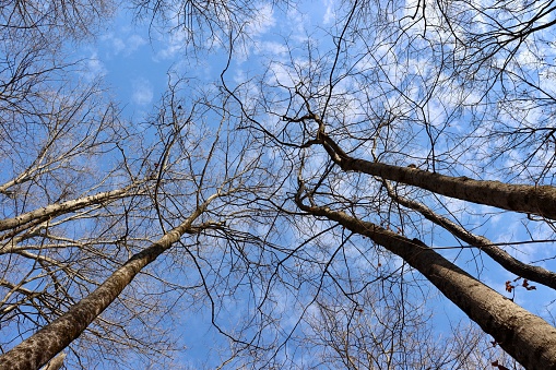 A view under the tall bare trees in the forest with a cloud and sky background.