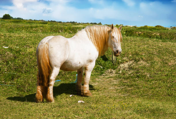 Close-up of a Percheron horse in a meadow, seen in profile