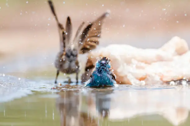 Blue-breasted Cordonbleu bathing in waterhole in Kruger National park, South Africa ; Specie Uraeginthus angolensis family of Estrildidae