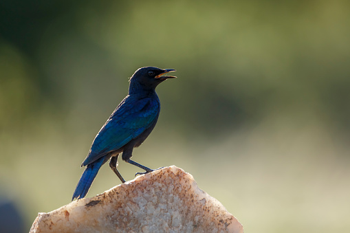 Burchell Glossy Starling standing on a rock isolated in natural background in Kruger National park, South Africa ; Specie Lamprotornis australis family of Sturnidae
