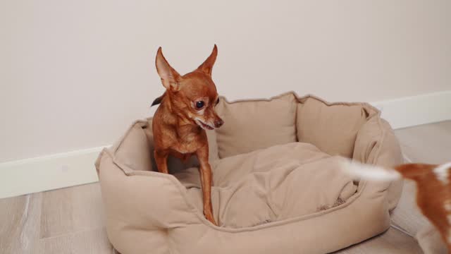 Angry mini toy terrier dog sits in a dog bed, shows aggression towards a Cavalier King Charles Spaniel puppy, growls, drives away.bites.Concept of dog jealousy, anger,dangerous,aggression,adaptation.
