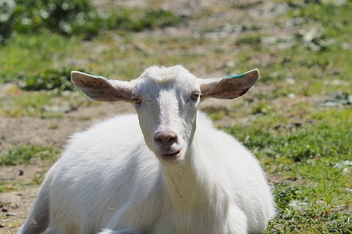 A young white Saanen goat standing on some tree roots in the Hudson Valley of New York