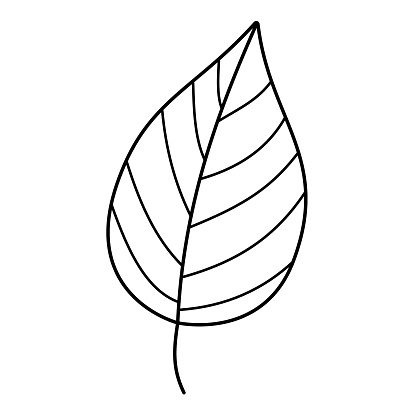 Tree leaf contour drawing isolated cutout black and white vector clipart illustration. Autumn leaves line art design element. Nature pictogram, logo or icon. Tree foilage simple cartoon doodle.