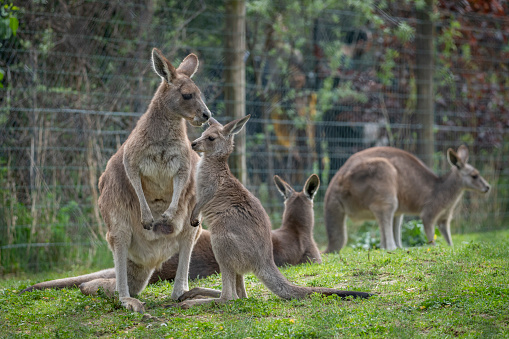 The menagerie, the zoo of the plant garden. View of a mother giant kangaroo and it's baby