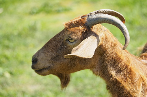 Closeup of goat standing in grass field on a late summer afternoon