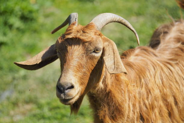 istock Goat portrait. Domestic goat. 2148270221