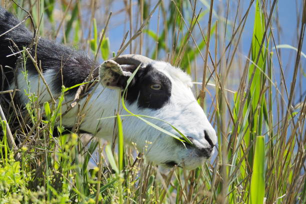 Goat portrait. Domestic goat.