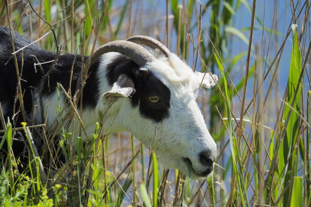 Goat portrait. Domestic goat.
