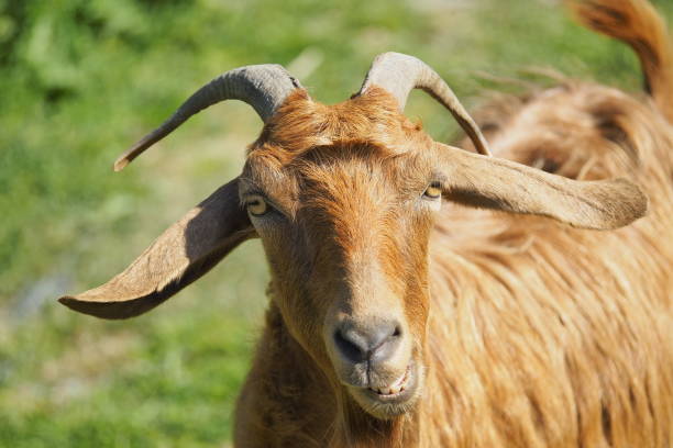 Goat portrait. Domestic goat.