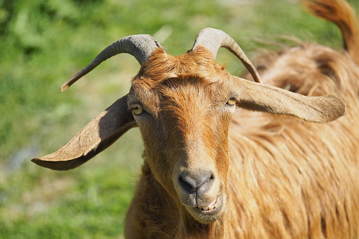 Goat portrait. Domestic goat.