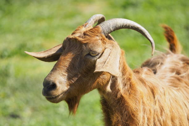 istock Goat portrait. Domestic goat. 2148270404