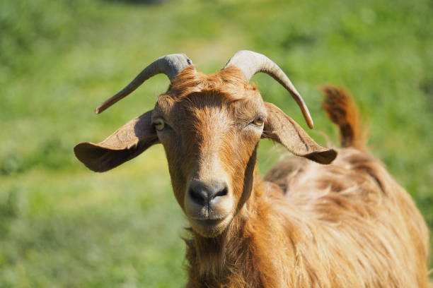istock Goat portrait. Domestic goat. 2148270467
