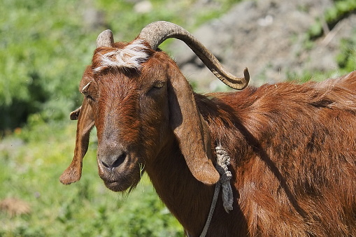 Mountain Goat Portrait Close Up
