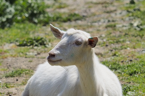 Belgian breed Flemish goat (Capra hircus), Belgium