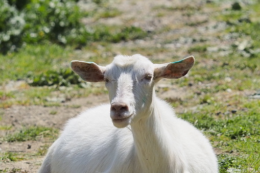 goat on Taketomi island in Japan