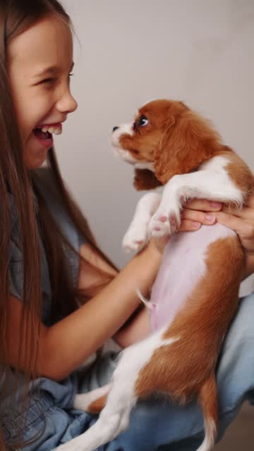 Happy girl holds cute pet in her arms in living room of a Cavalier King Charles Spaniel at home, puppy licks its owner nose. Best friend for children, happy time with pets, caring. Vertical