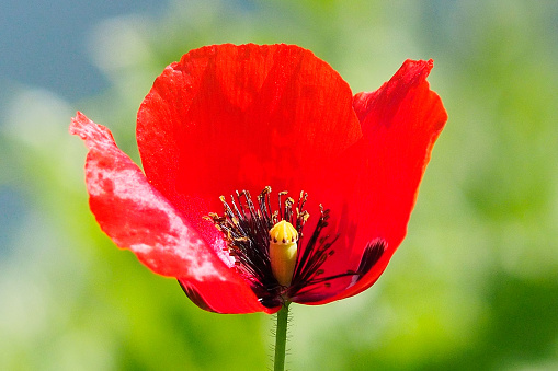 red poppy flower on nature background. top view. soft focus