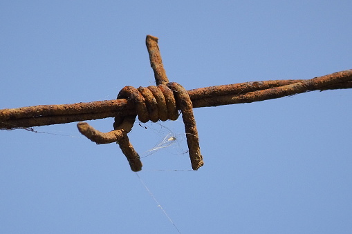 Rusty barbed wire.