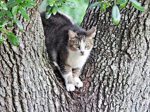 Feral Cat - resting in a tree