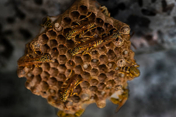 istock Bees at work: Selective focus on the honeycomb of a hive