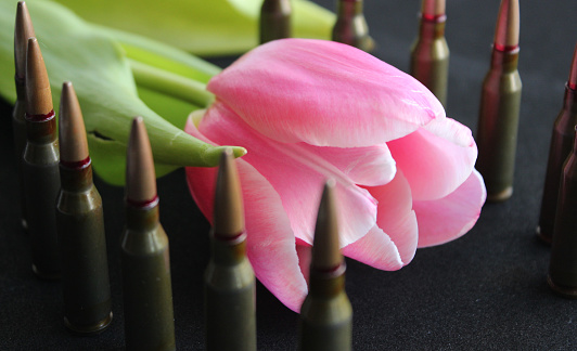 Conceptual photo on the theme of mourning and honoring the memory of war victims. Blooming flower and rows of bullets around it on black surface