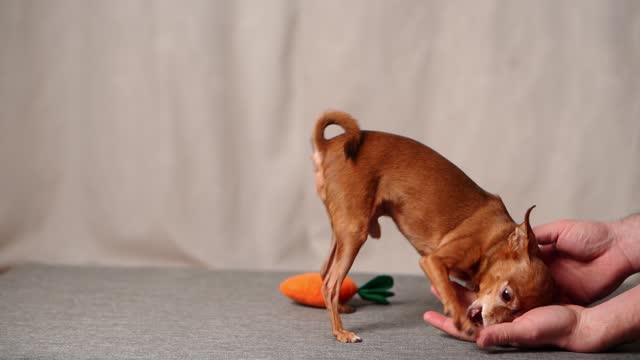 Mini toy terrier plays with its owner at home, trying to bite the hand, playing around. Dog plays with the woman enthusiastically.Concept of friendship between a dog and a person, play, joy. Rapid