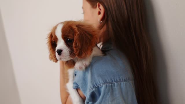 Girl hugs cute purebred Cavalier King Charles Spaniel puppy, holds him in her arms in living room, close-up. Best friend for children, friendship between animal and child,care.Domestic animal concept