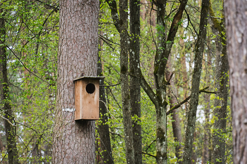 A large birdhouse on a tree in the forest in spring. Close up photo