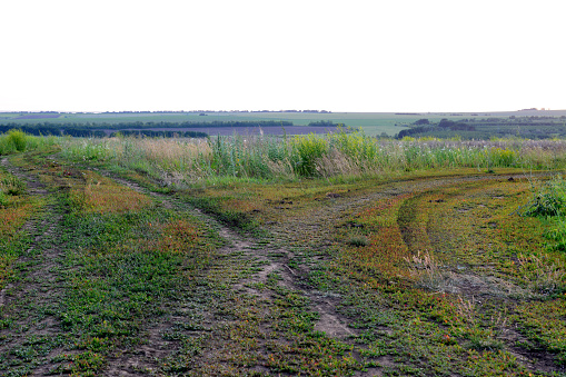 a field with a trail and white sky copy space