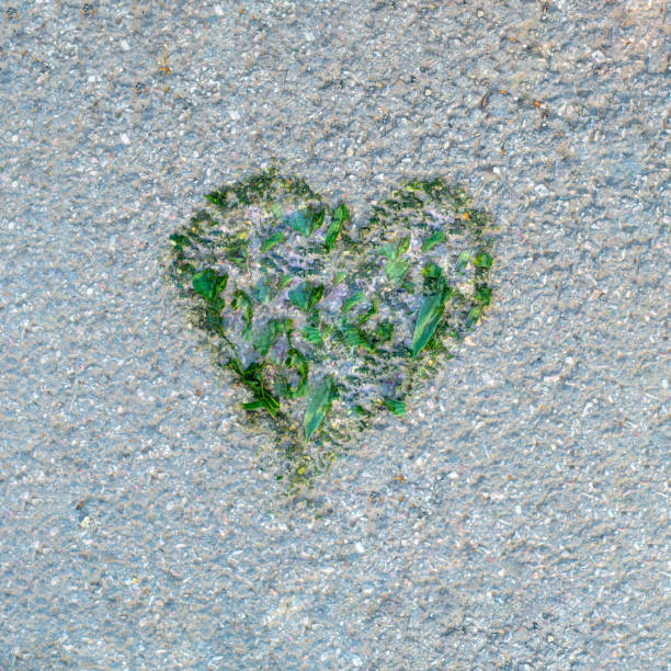 Stone and shells in the shape of a heart in the garden of the house
