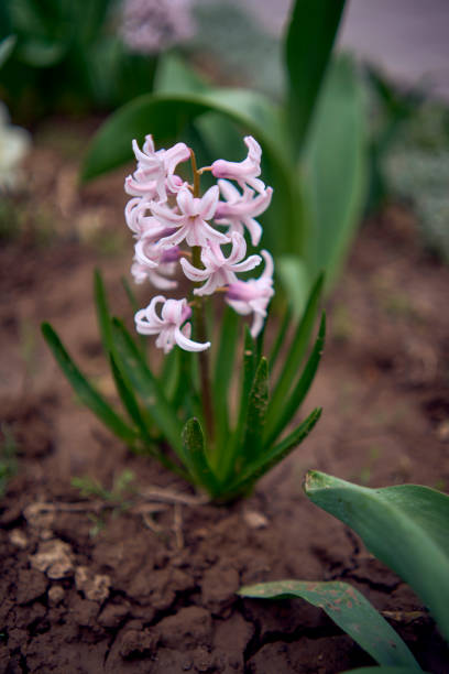 istock pink spring flowers on the flowerbed 2148273722