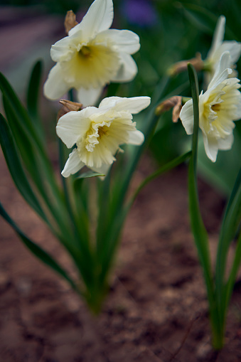 the spring flowers on the flowerbed, daffodils