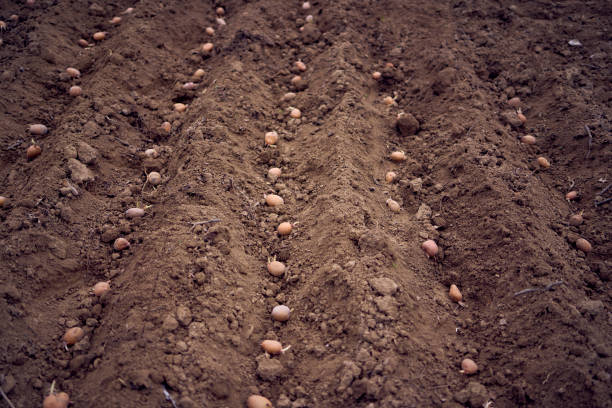 Windrowed potatoes in the field during harvest seasonin Idaho.
