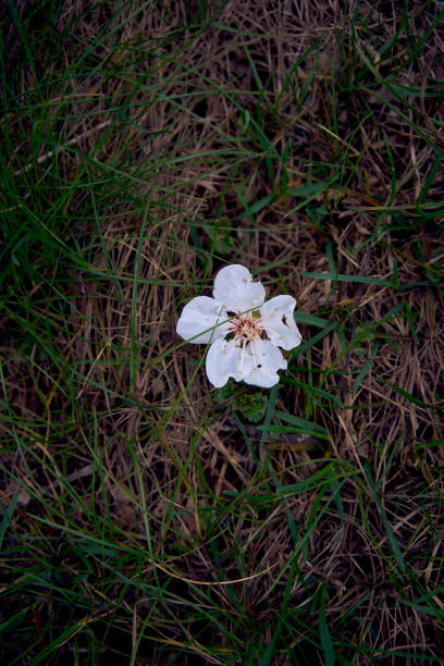 istock Apricot flowers on the ground, grass texture, background 2148273766