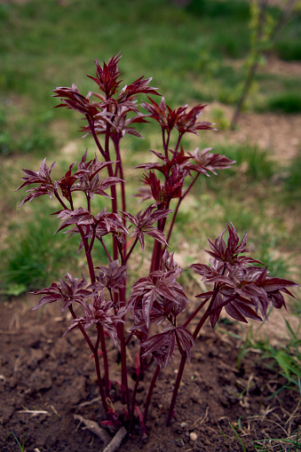 the  young red peony leaves in spring in the garden