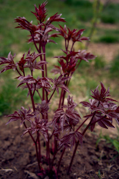 istock young red peony leaves in spring in the garden 2148273792